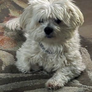 Bol animal